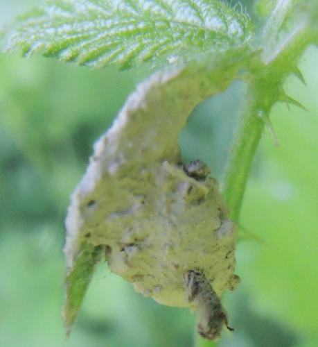 Réf. 231 722 : Agroeca sp.